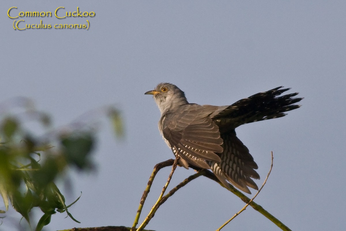 Common Cuckoo - ML205797811