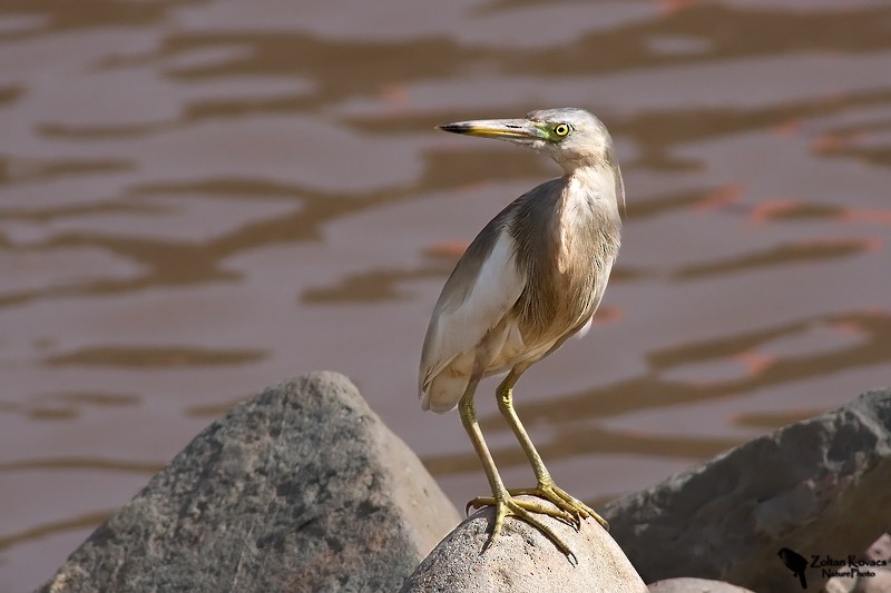 Indian Pond-Heron - ML205797851