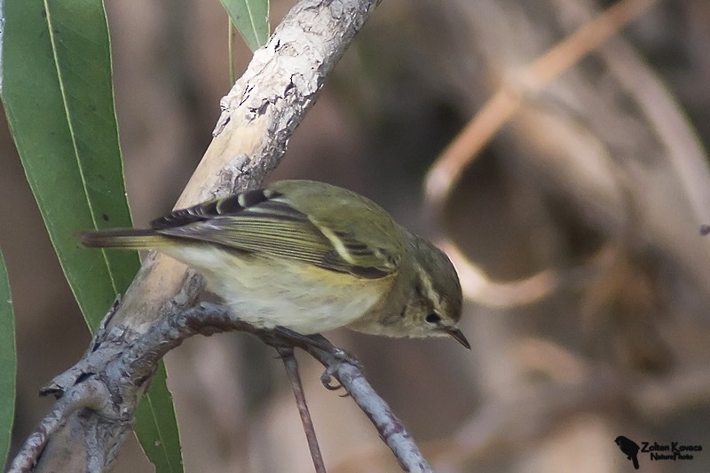 Hume's Warbler - ML205797991