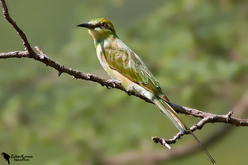 Asian Green Bee-eater - Zoltan Kovacs