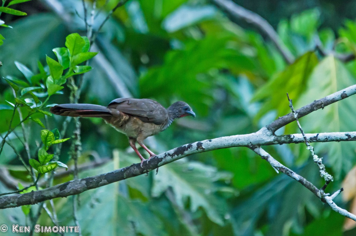 Speckled Chachalaca (Speckled) - ML205798441