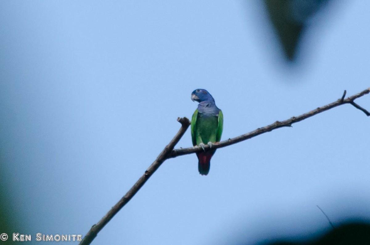 Blue-headed Parrot - ML205798681