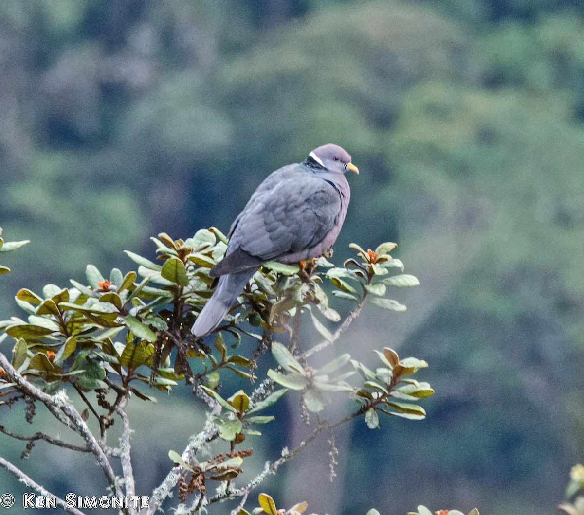 Band-tailed Pigeon - ML205798831