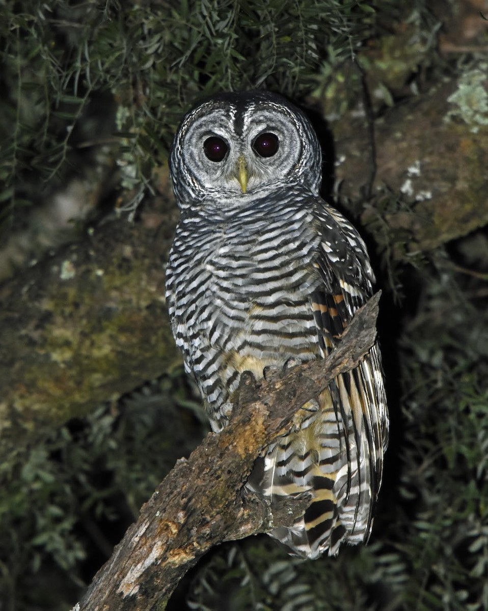 Chaco Owl - ML205798861