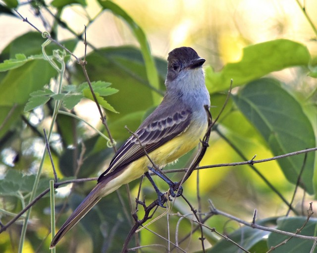 Brown-crested Flycatcher - eBird