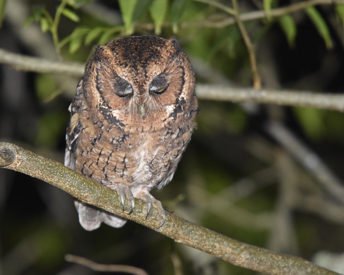 Montane Forest Screech-Owl - ML205798951