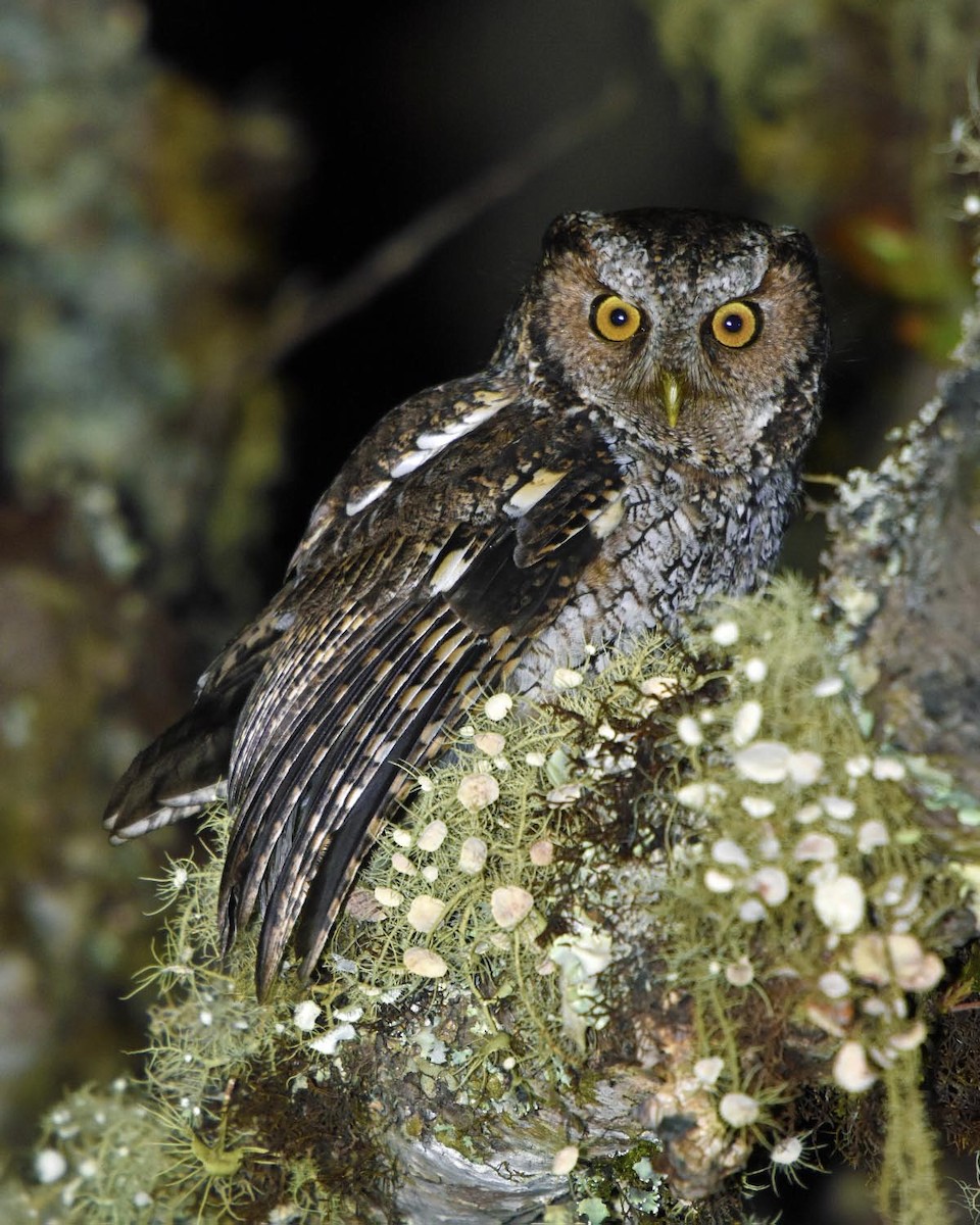 Montane Forest Screech-Owl - ML205799061