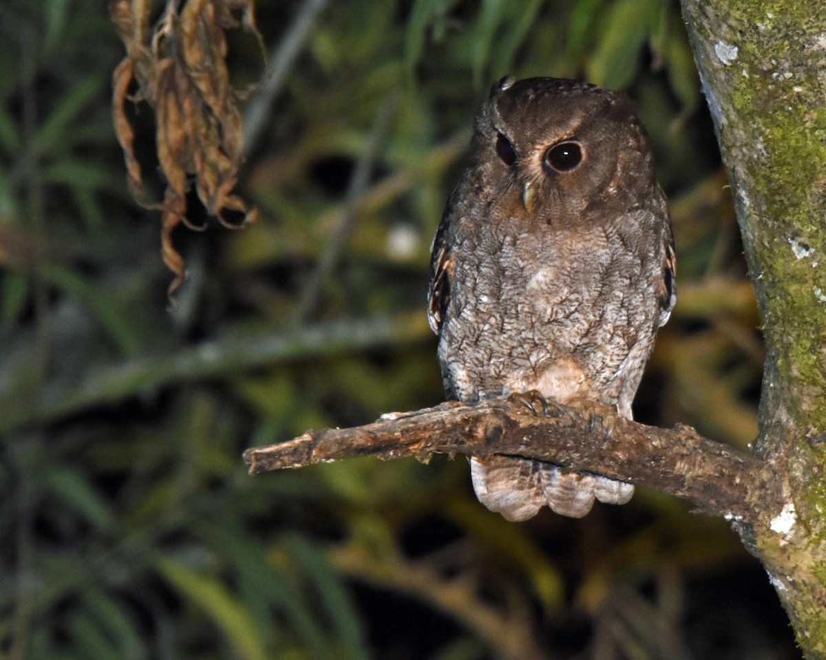 Rufescent Screech-Owl (Rufescent) - ML205799071