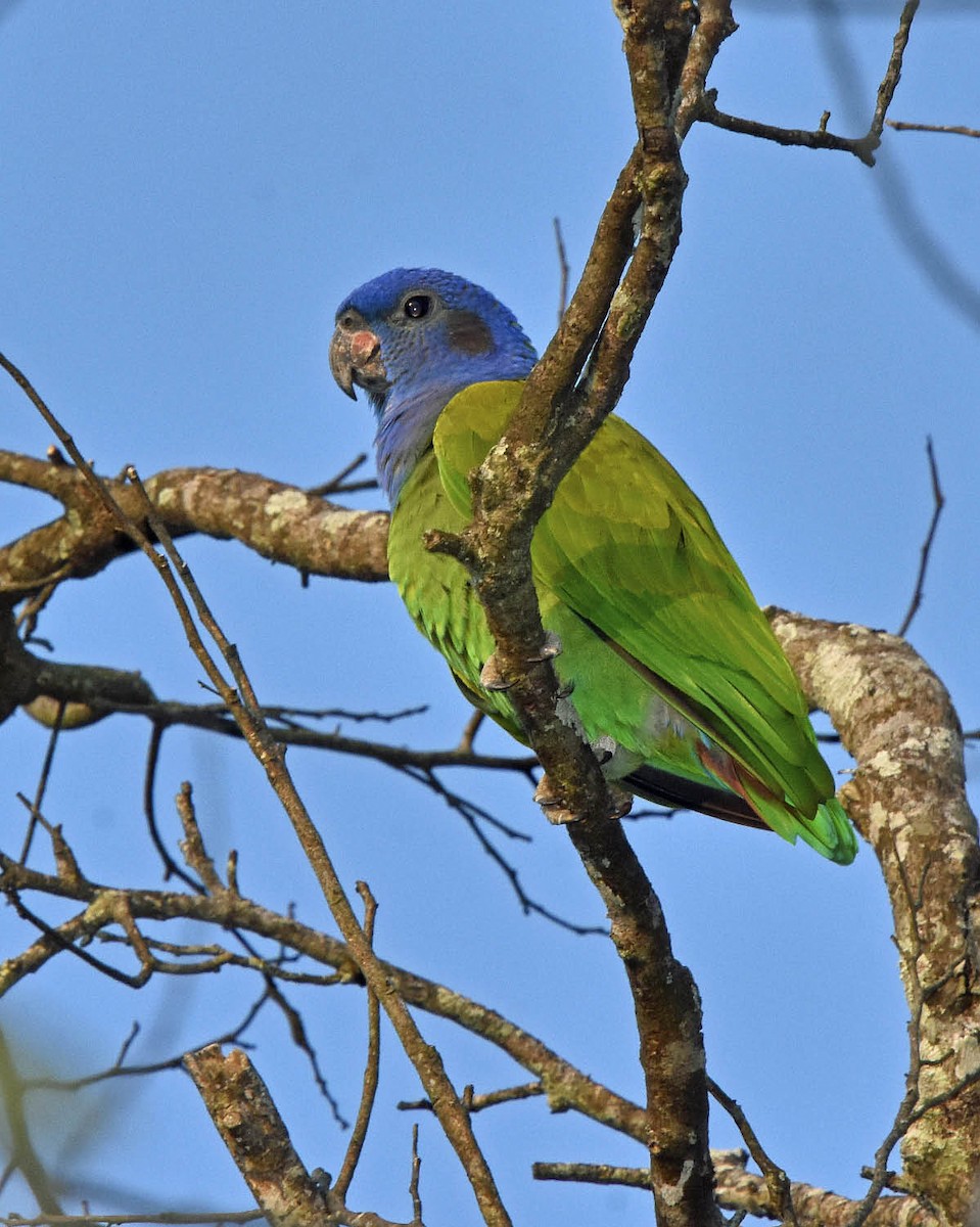 Blue-headed Parrot (Blue-headed) - ML205799121