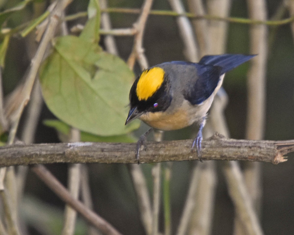 Black-goggled Tanager - ML205799171