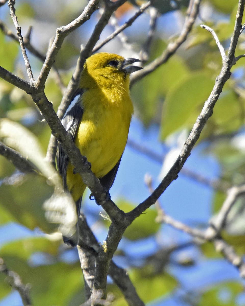 White-winged Tanager - ML205799191
