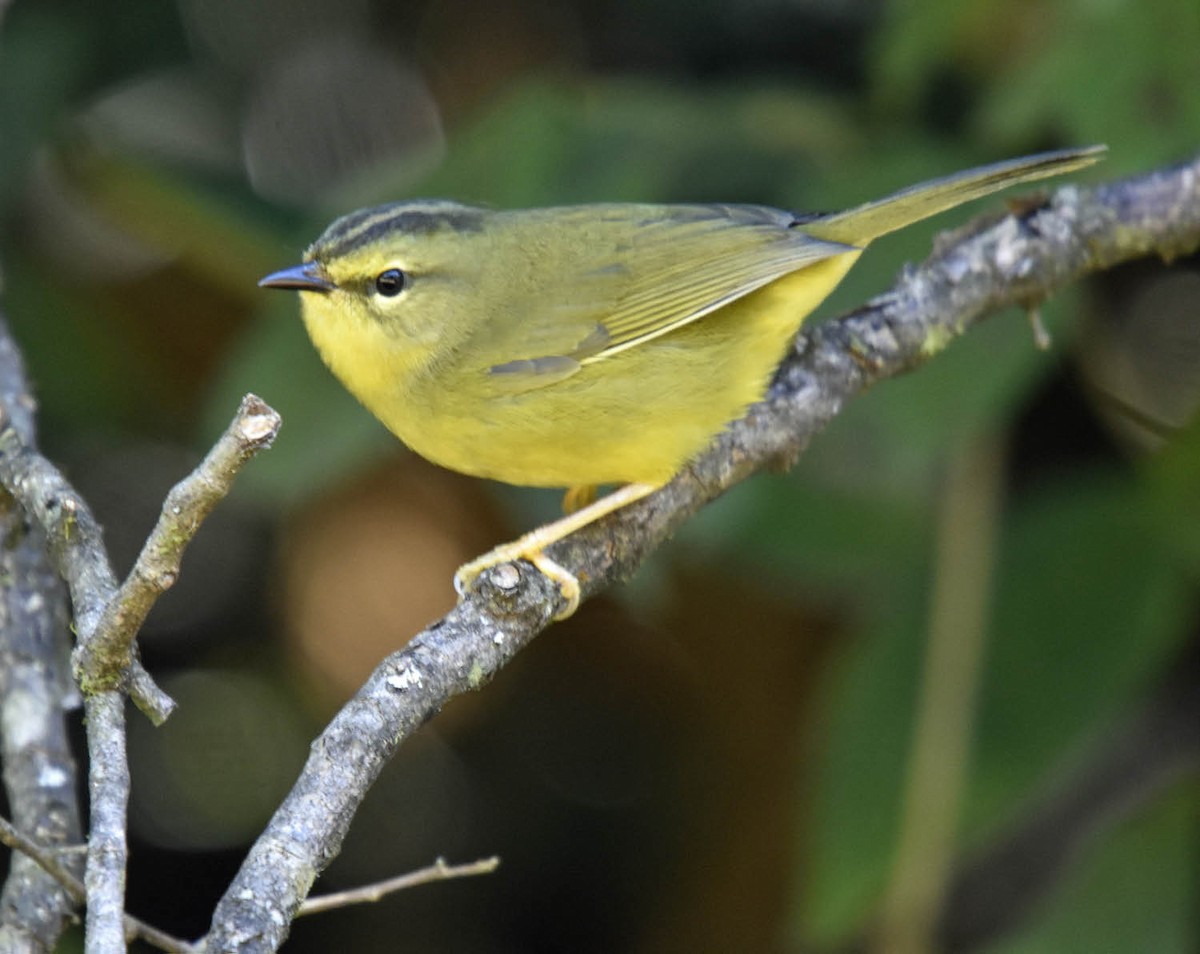 Two-banded Warbler (Two-banded) - ML205799211