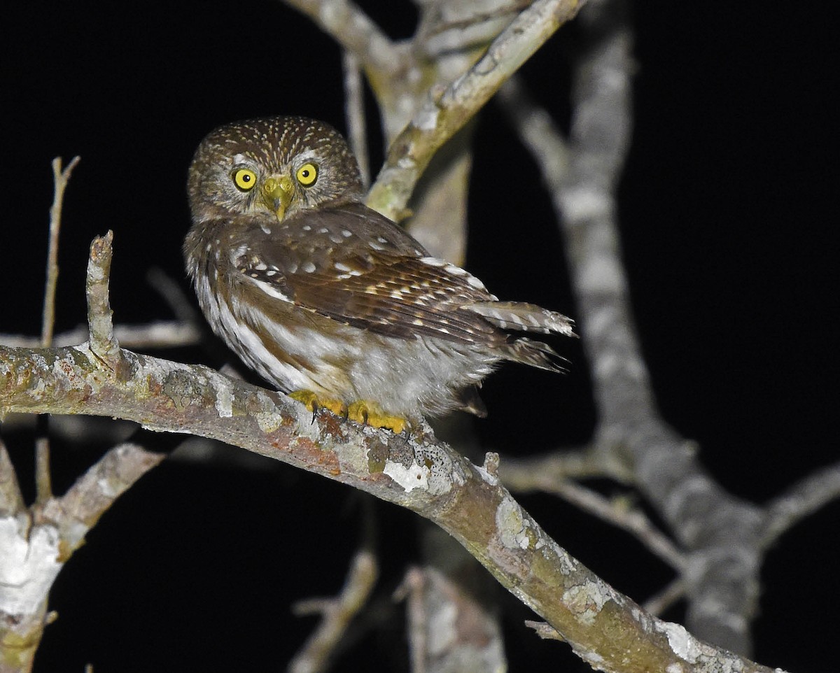 Ferruginous Pygmy-Owl (Ferruginous) - Tini & Jacob Wijpkema