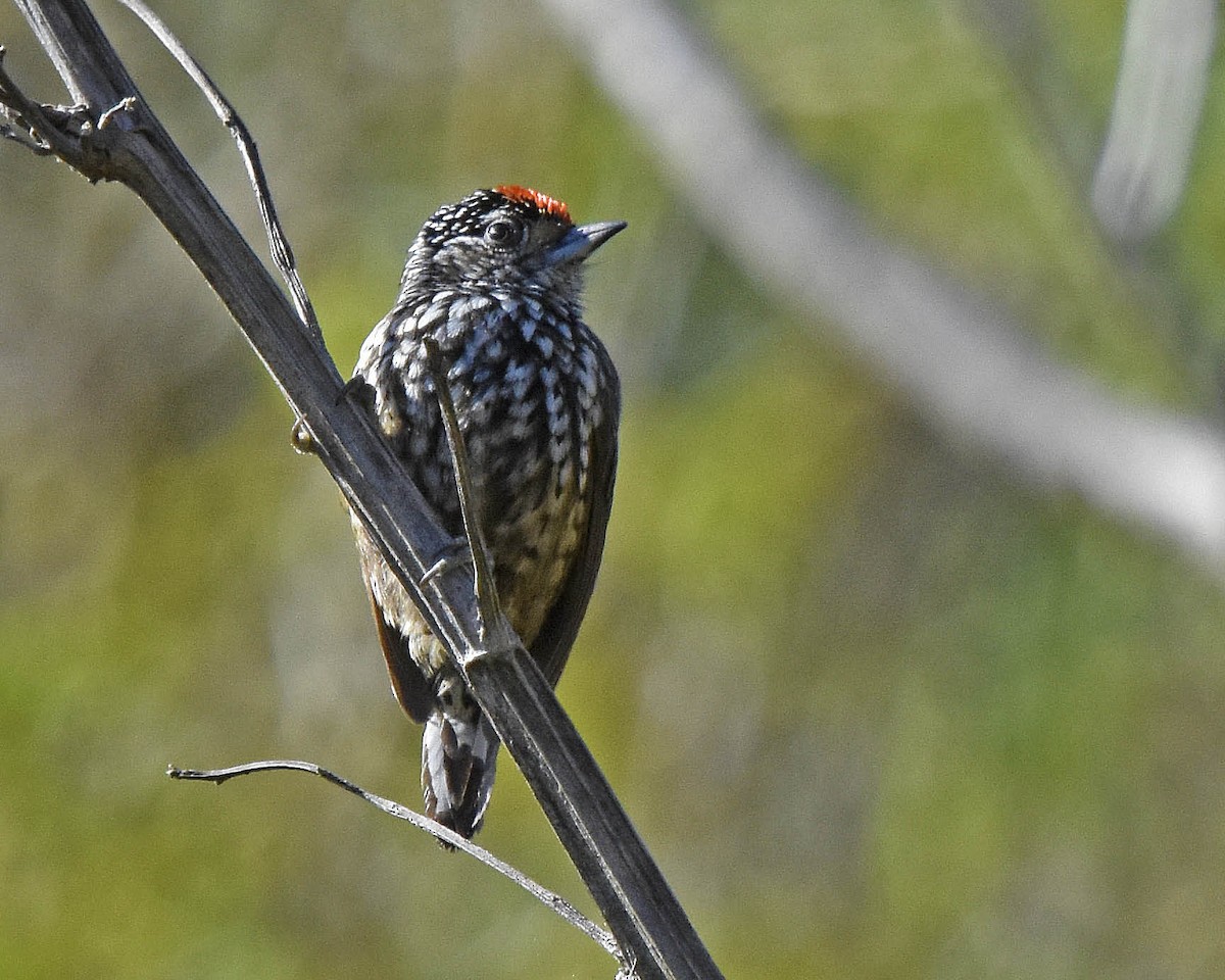 Ocellated Piculet - ML205799381