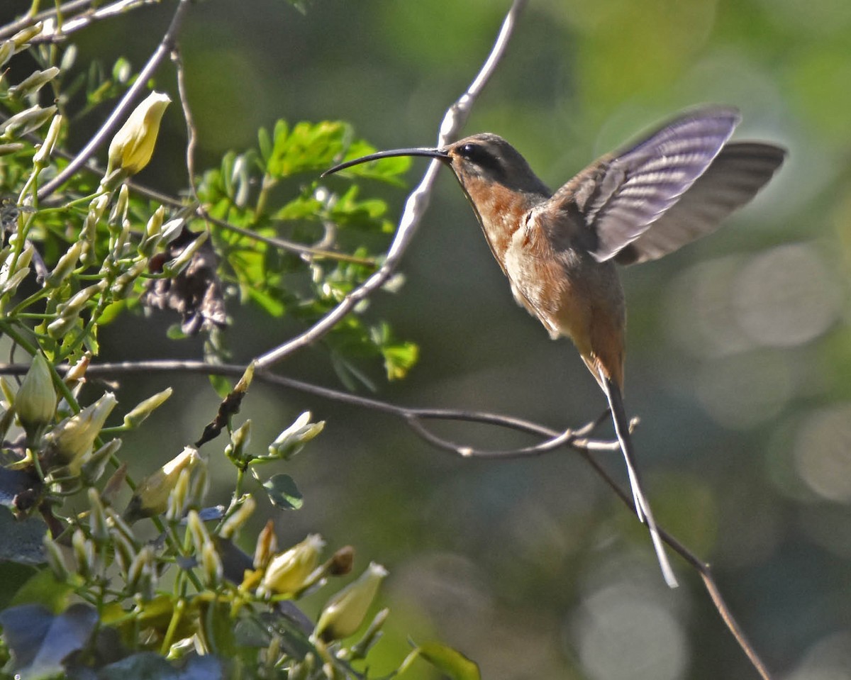 kolibřík dlouhozobý [skupina moorei] - ML205799401