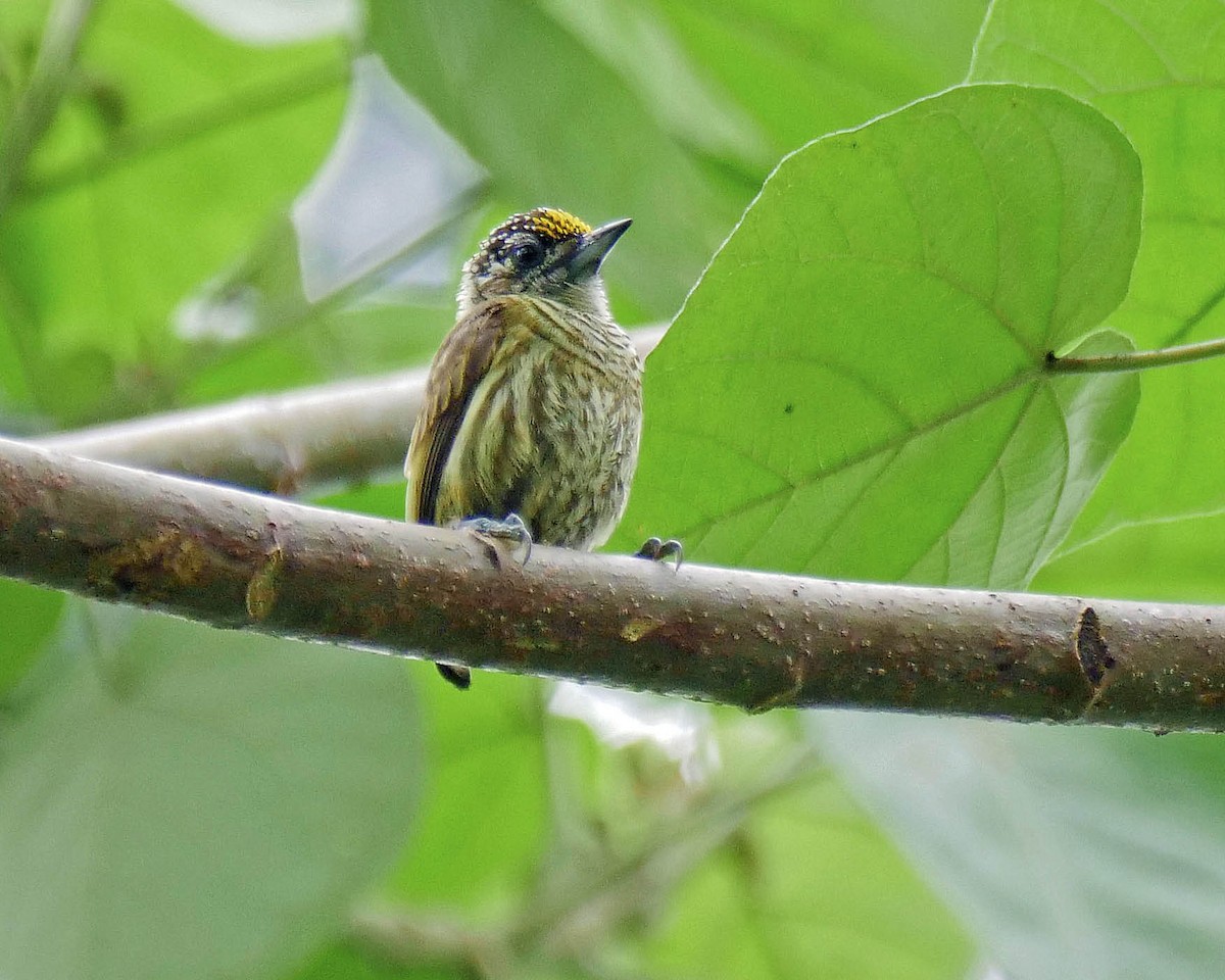 Bar-breasted Piculet - ML205799451