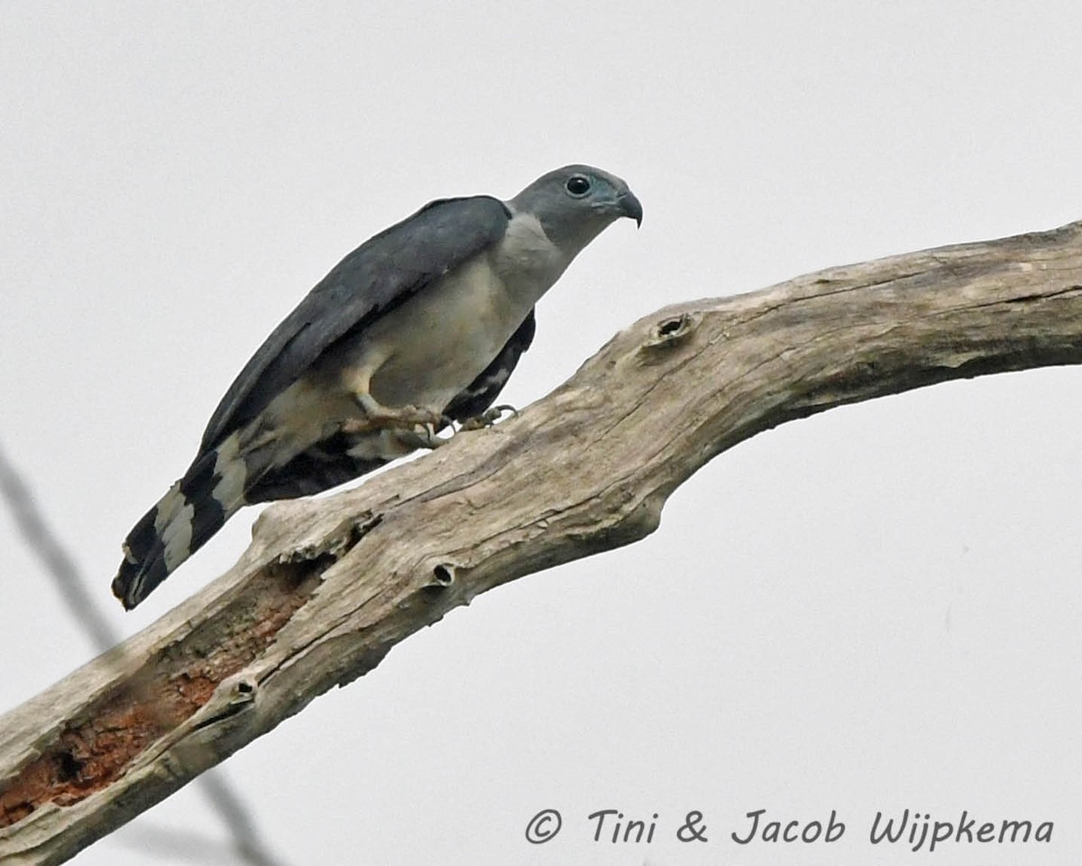 Gray-headed Kite - Tini & Jacob Wijpkema