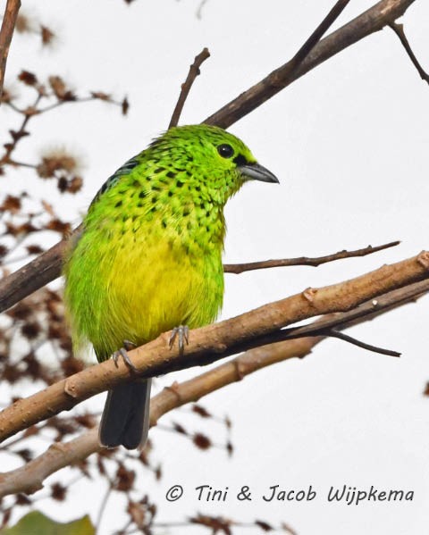 Yellow-bellied Tanager - ML205799881