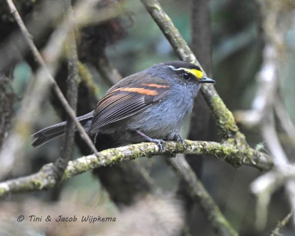 Golden-browed Chat-Tyrant - ML205799951