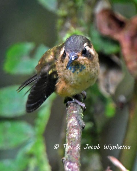 Speckled Hummingbird (inornata) - Tini & Jacob Wijpkema