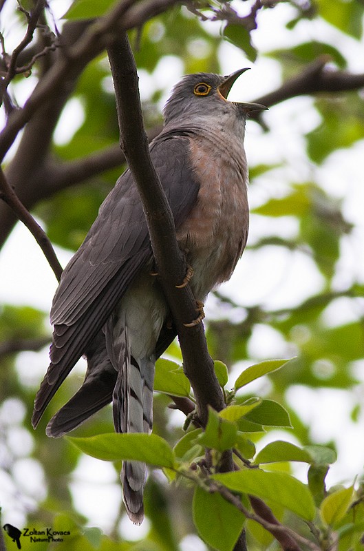 Common Hawk-Cuckoo - Zoltan Kovacs
