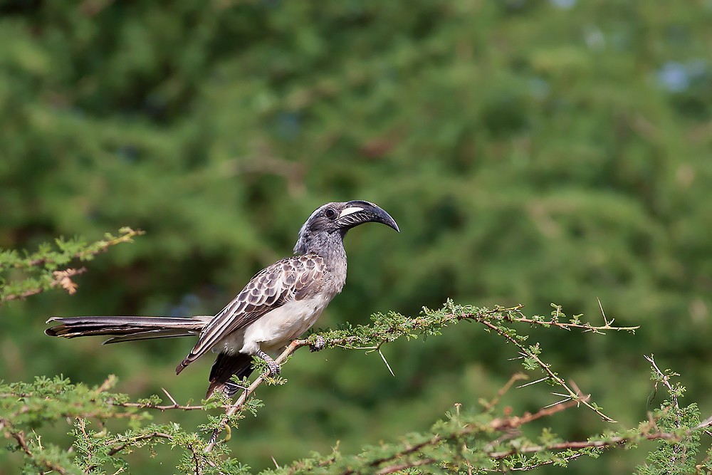 African Gray Hornbill - Zoltan Kovacs
