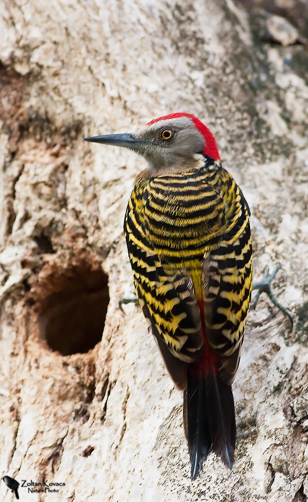 Hispaniolan Woodpecker - Zoltan Kovacs