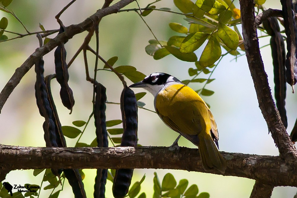 Black-crowned Palm-Tanager - Zoltan Kovacs