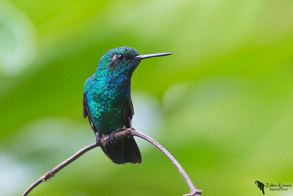 kolibřík modroocasý - ML205800641