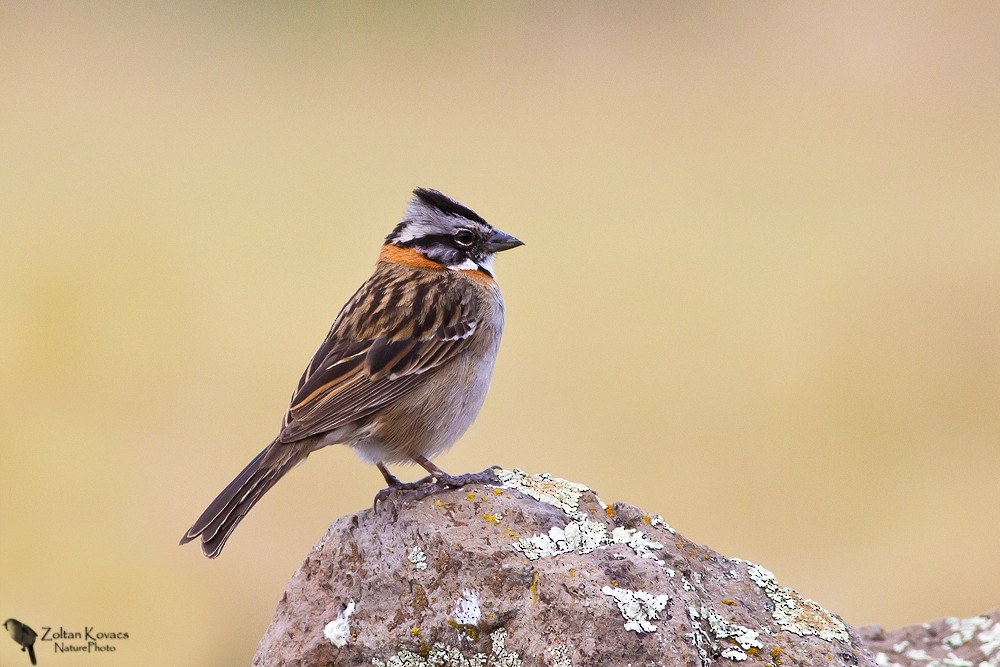 Rufous-collared Sparrow - Zoltan Kovacs