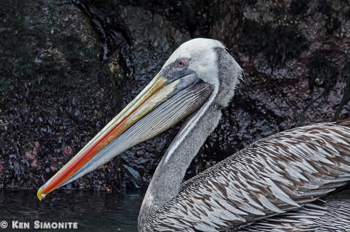 Peruvian Pelican - Ken Simonite