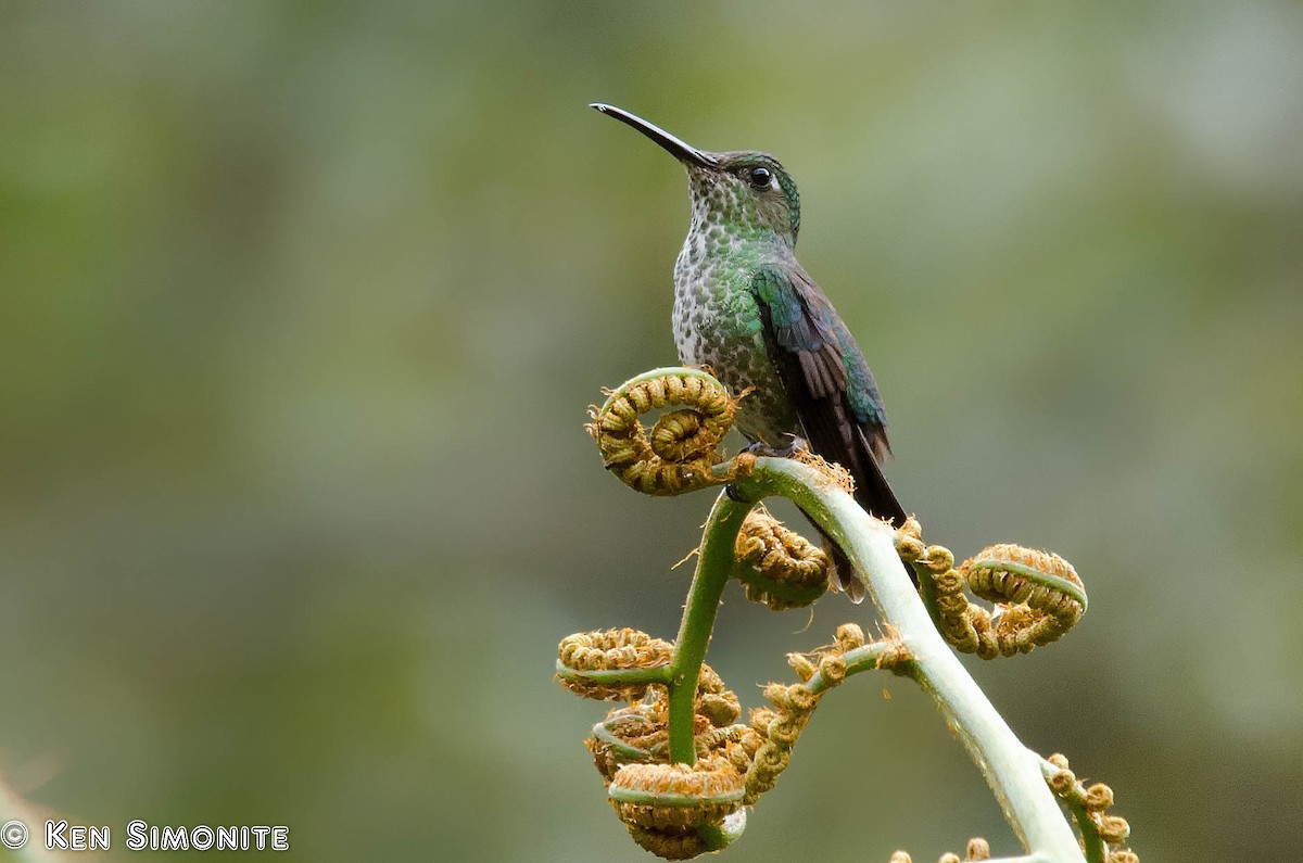 Many-spotted Hummingbird - Ken Simonite