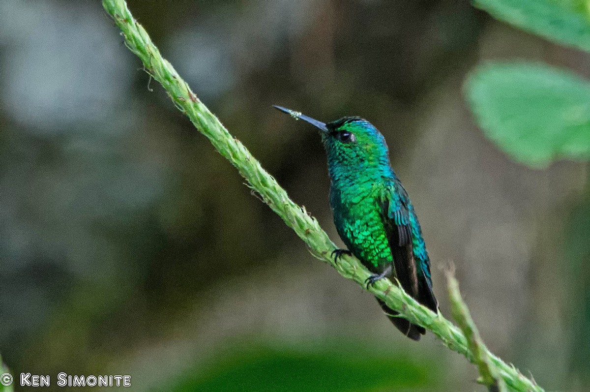 Blue-tailed Emerald - ML205801021