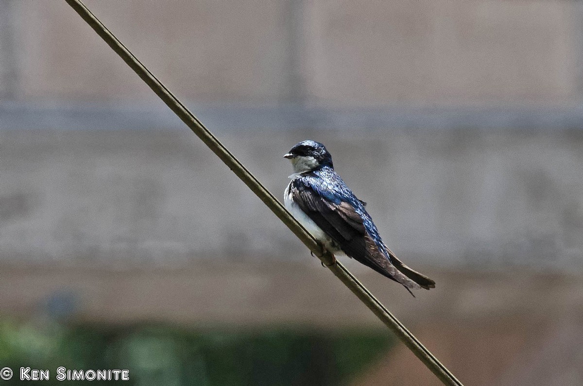 Blue-and-white Swallow (cyanoleuca) - Ken Simonite
