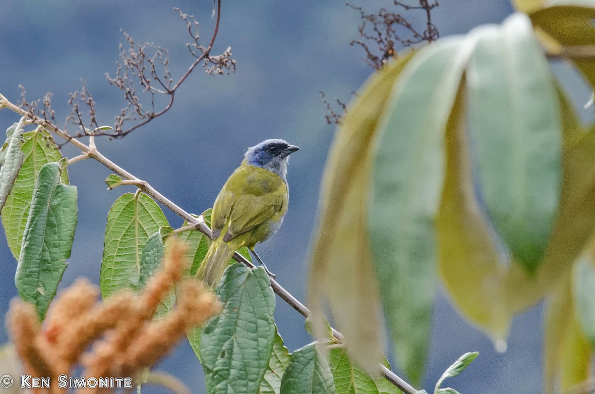 Blue-capped Tanager - ML205801071