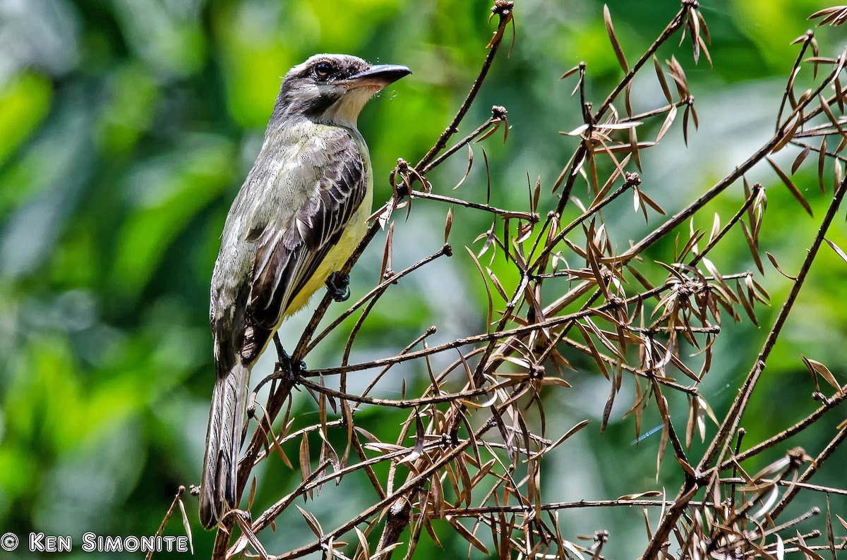 Golden-crowned Flycatcher - Ken Simonite