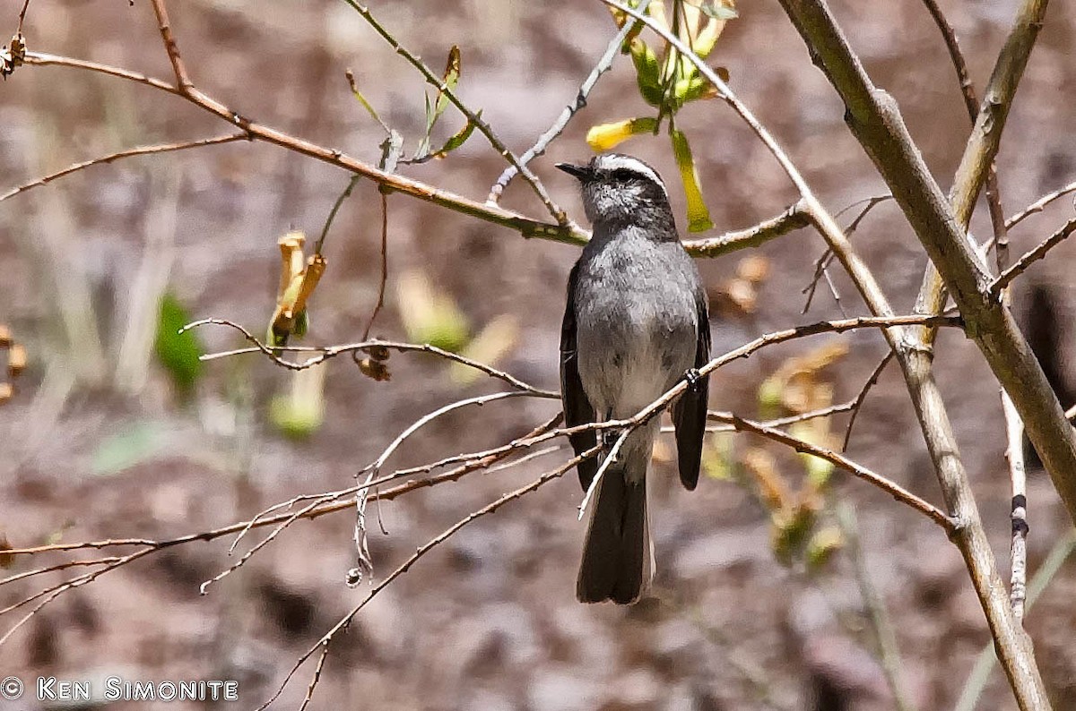 White-browed Chat-Tyrant - ML205801301