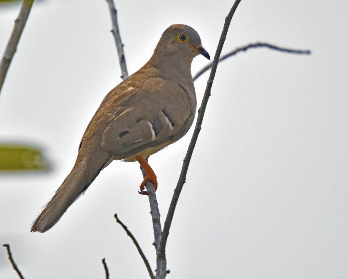 Long-tailed Ground Dove - Tini & Jacob Wijpkema