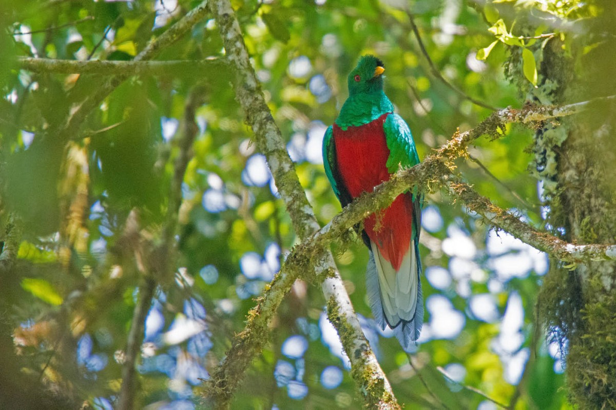 Crested Quetzal - ML205801661