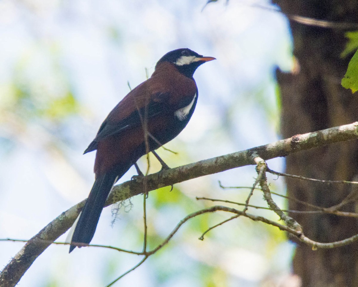 White-eared Solitaire - ML205801671