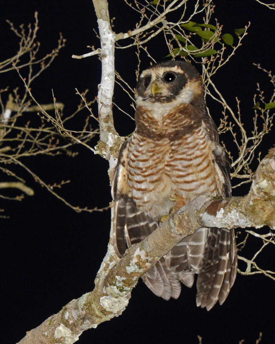 Band-bellied Owl - ML205801731