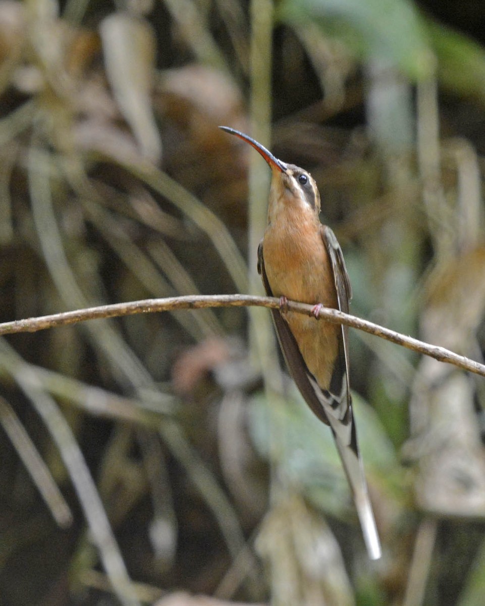 kolibřík dlouhozobý [skupina moorei] - ML205801751