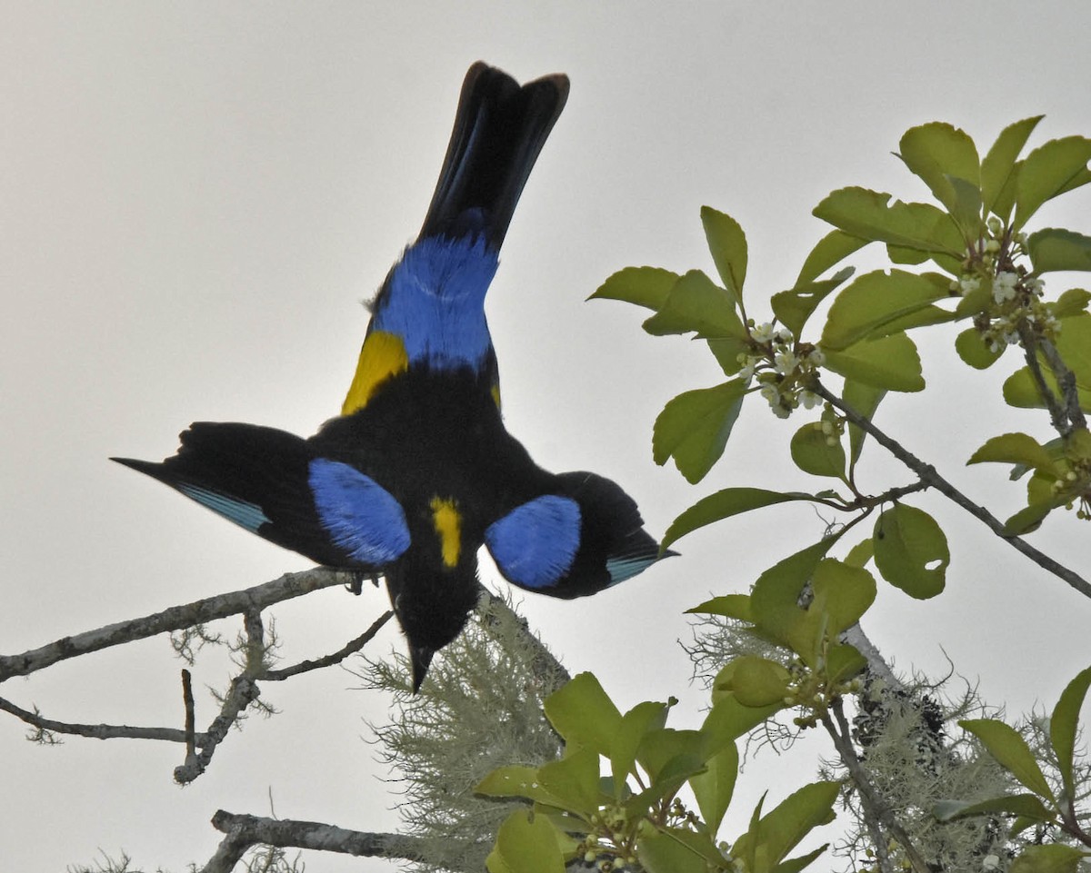 Blue-winged Mountain Tanager (Bolivian) - ML205801851