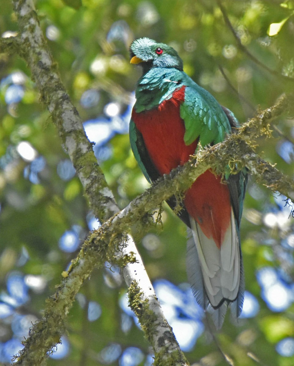 Crested Quetzal - ML205801891