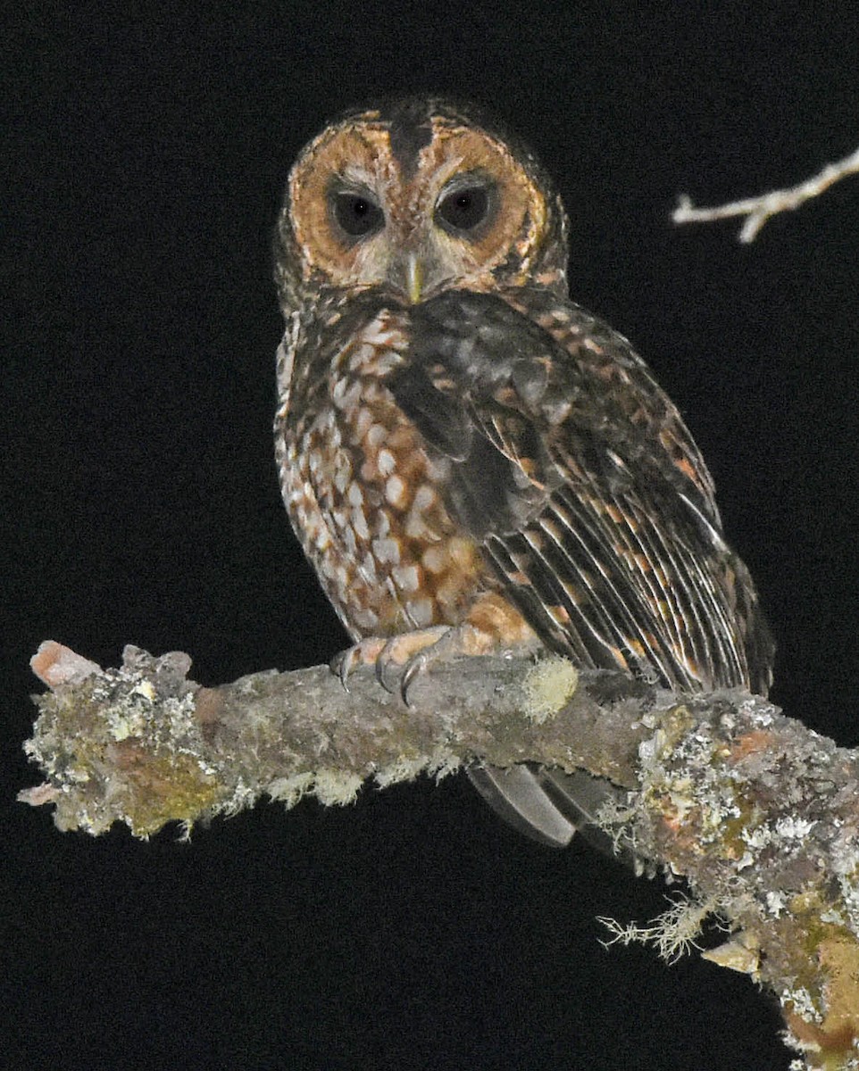 Rufous-banded Owl - ML205801901