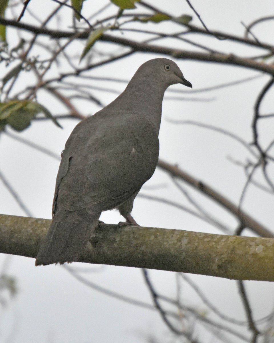 Plumbeous Pigeon - ML205801981