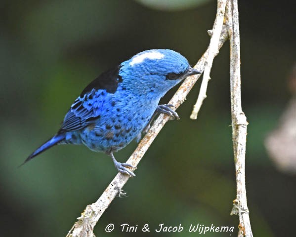 Blue-and-black Tanager (Spot-bellied) - Tini & Jacob Wijpkema