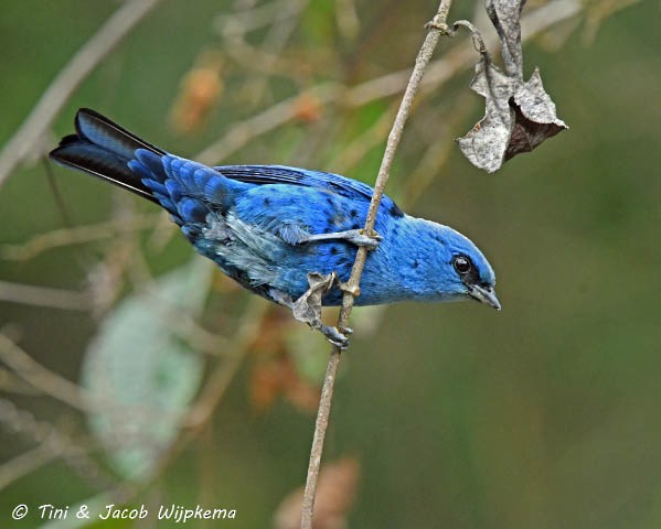 Blue-and-black Tanager (Spot-bellied) - ML205802201