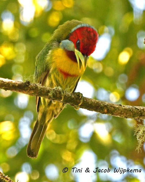 Versicolored Barbet (Blue-moustached) - ML205802561