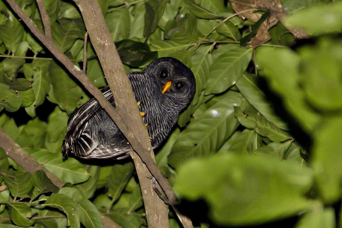Black-banded Owl - Rogério Machado